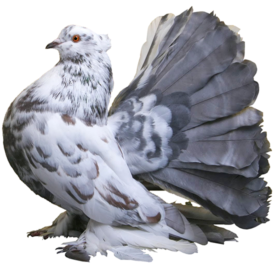 Fantail Pigeon